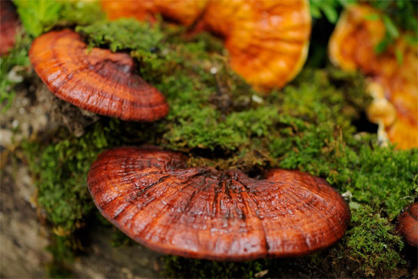 Nên và không nên khi sử dụng nấm linh chi